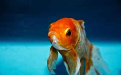 Warum Sie Ihren Content für Goldfische schreiben könnten